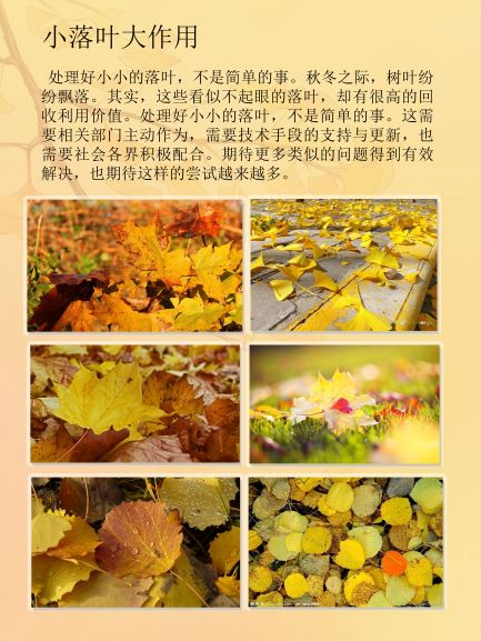 落叶的生态与环保意义8.jpg