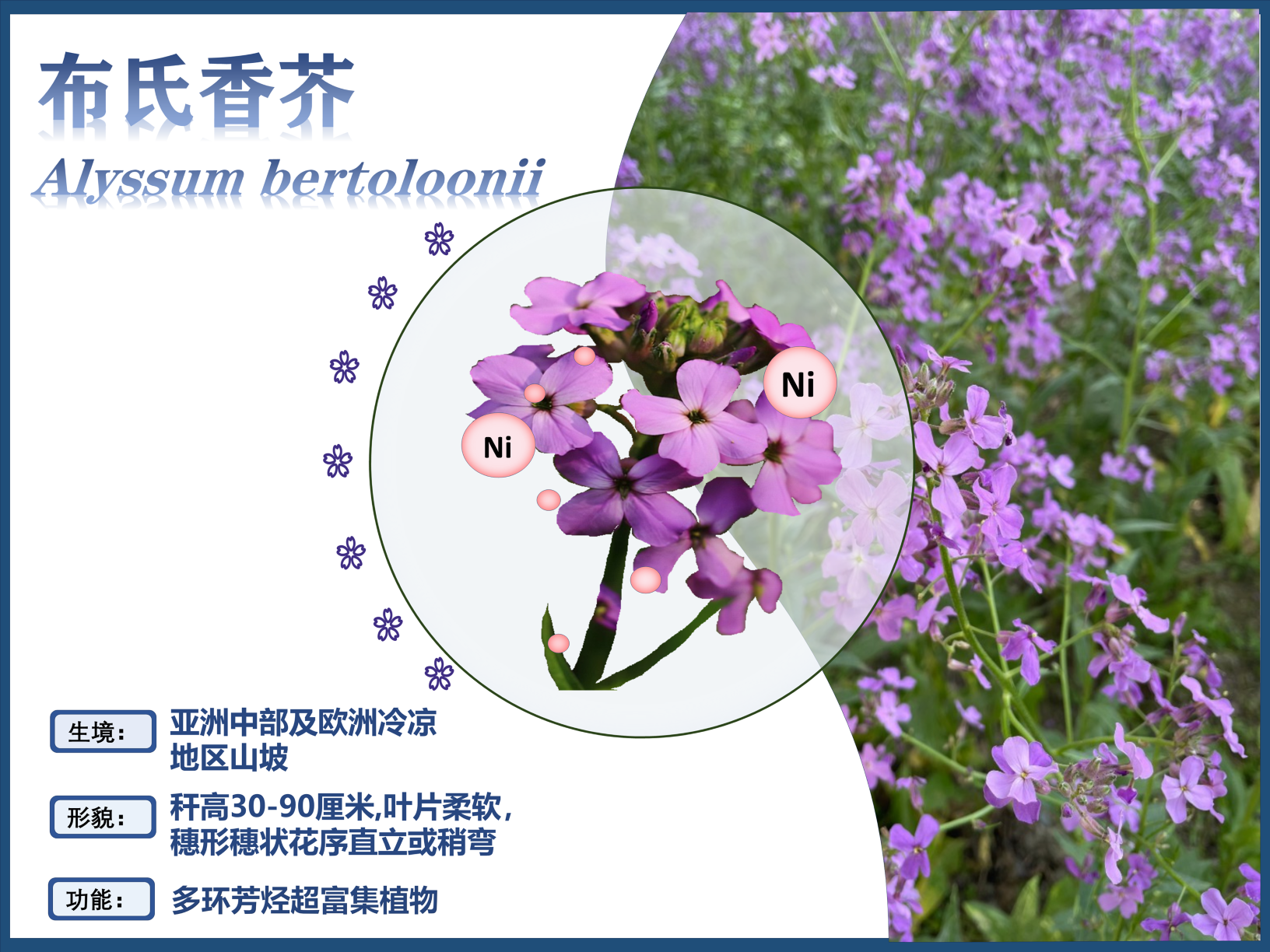 0287-超富集植物助力土壤修复与生态恢复(韩淼)(图文)布氏香芥.PNG