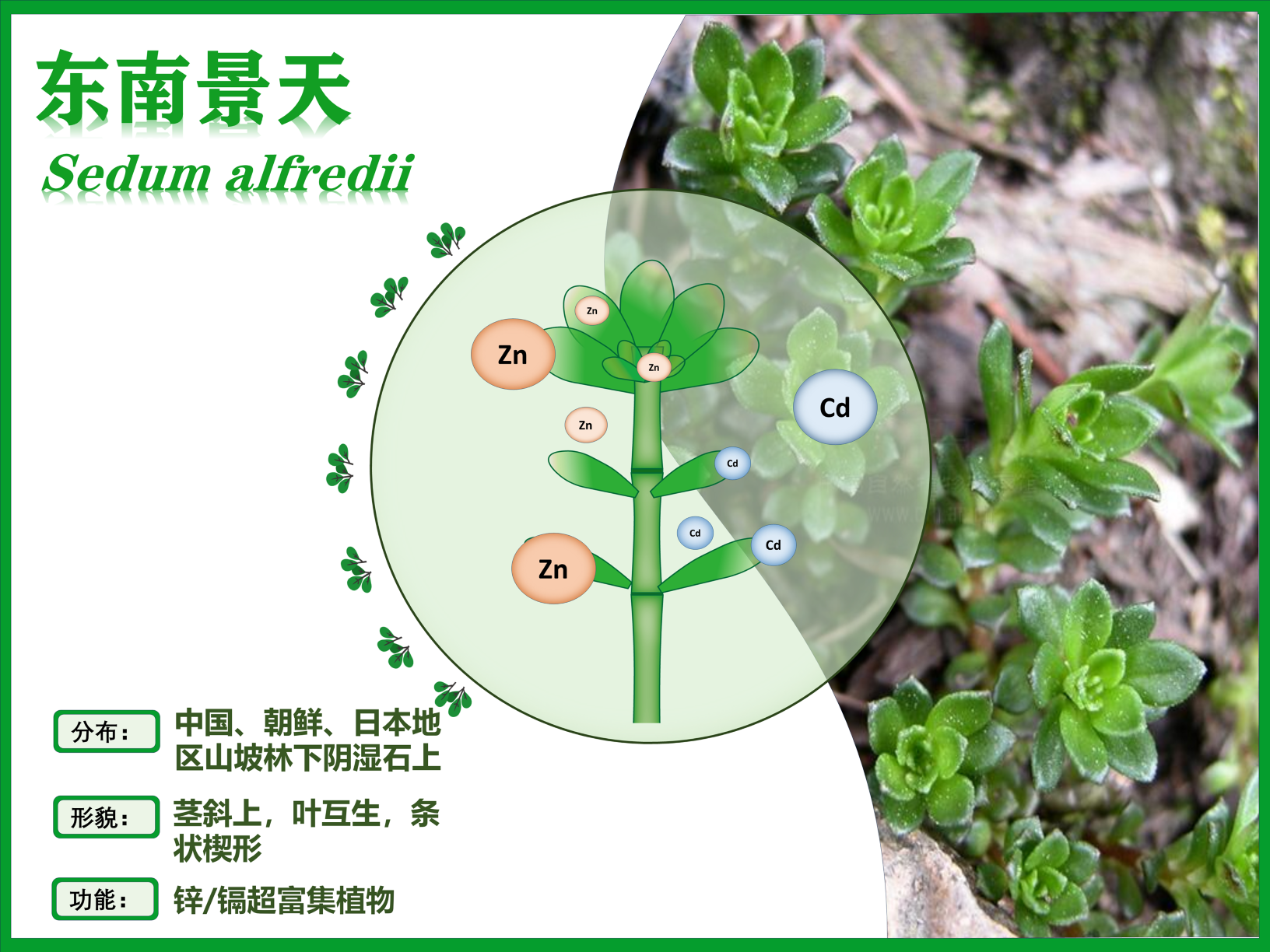 0287-超富集植物助力土壤修复与生态恢复(韩淼)(图文)东南景天.PNG