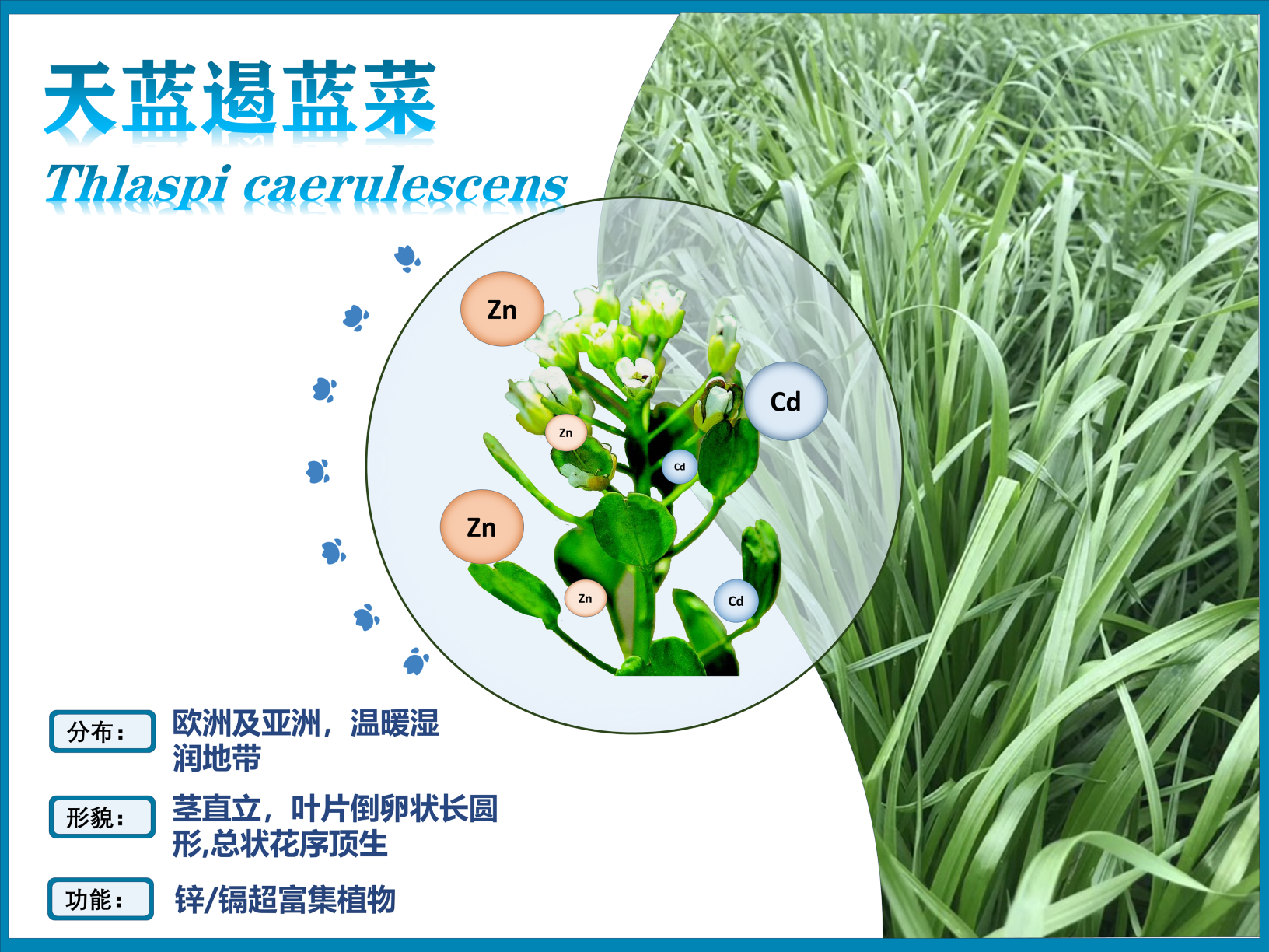 0287-超富集植物助力土壤修复与生态恢复(韩淼)(图文)天蓝遏蓝菜.PNG