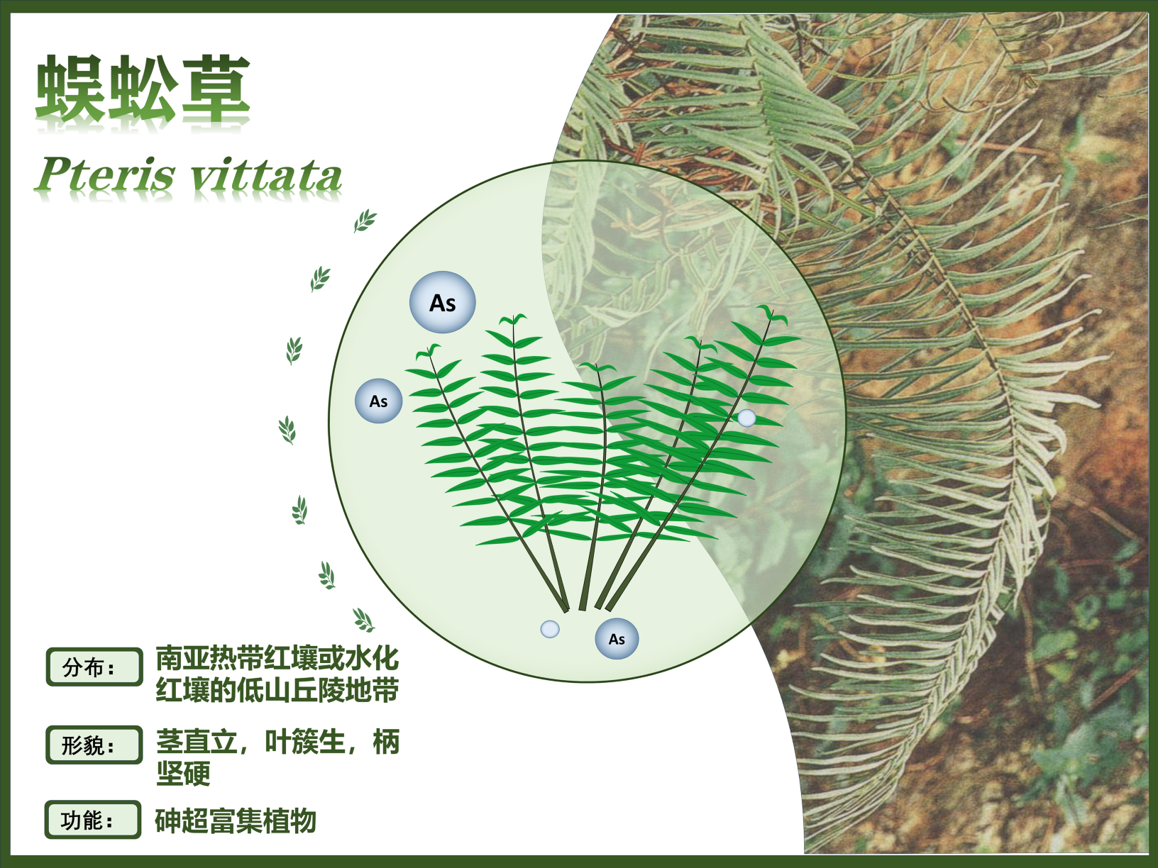 0287-超富集植物助力土壤修复与生态恢复(韩淼)(图文)蜈蚣草.PNG