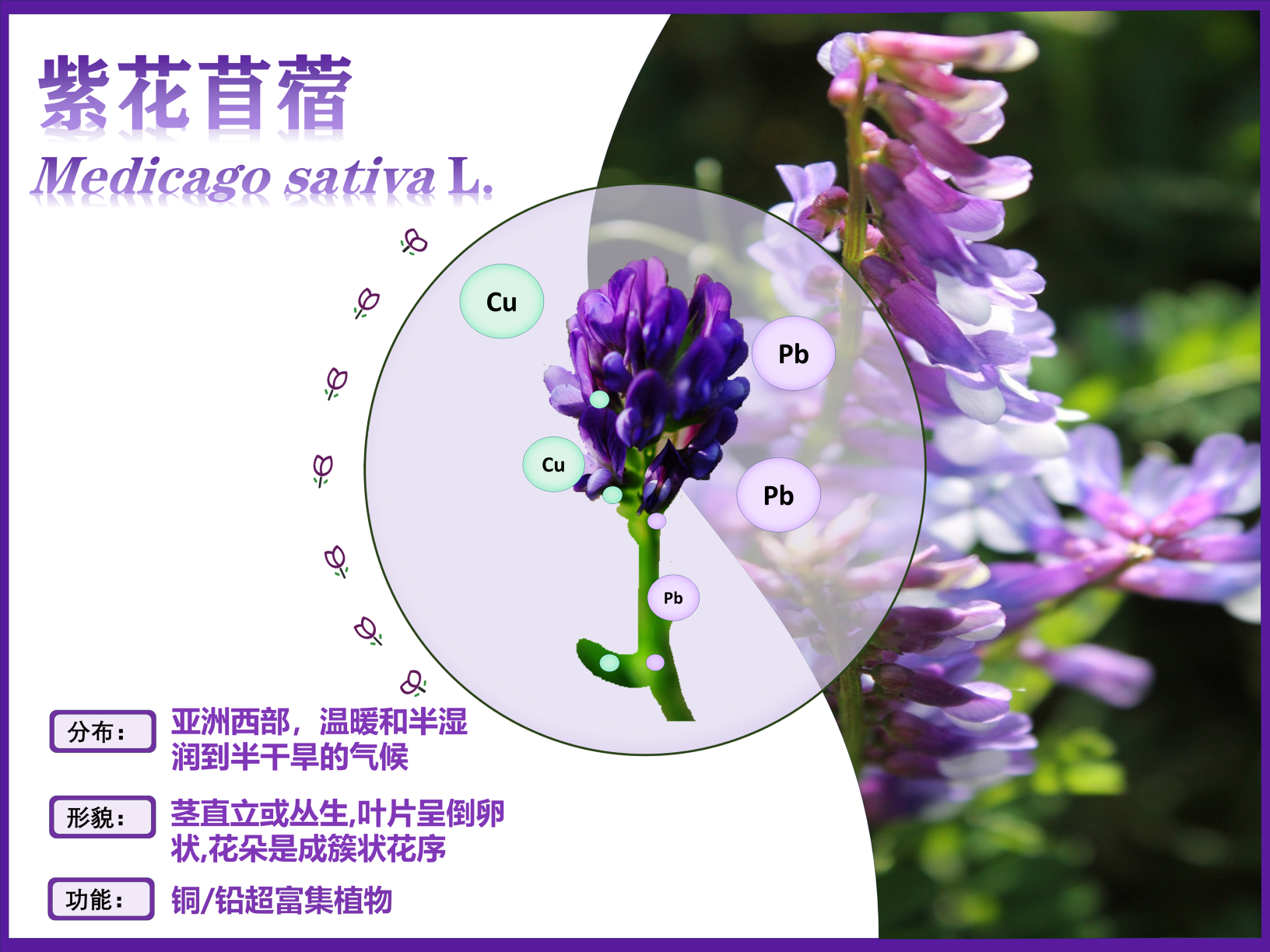 0287-超富集植物助力土壤修复与生态恢复(韩淼)(图文)紫花苜蓿.PNG