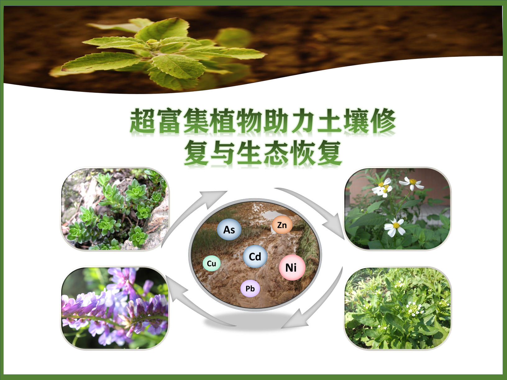 0287-超富集植物助力土壤修复与生态恢复韩淼)(图文)总览.PNG